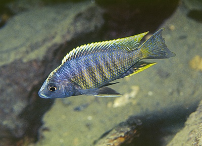 Copadichromis sp. 'kawanga' Kirondo
